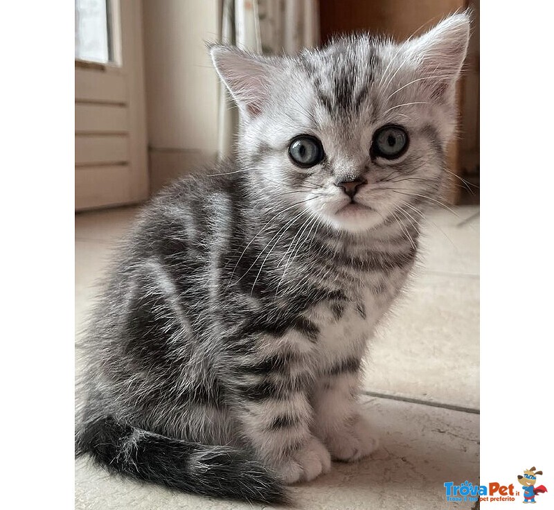 Cuccioli British Shorthair - Foto n. 2