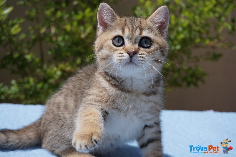 Cuccioli di British Shorthair alta Genealogia - Foto n. 1