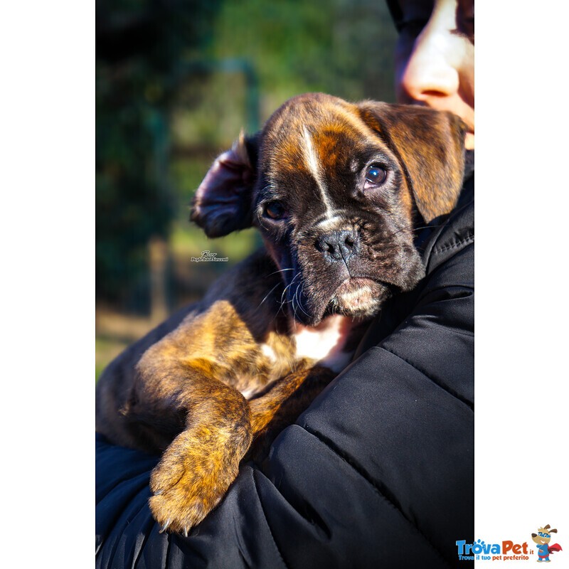 Cuccioli Boxer - Foto n. 3