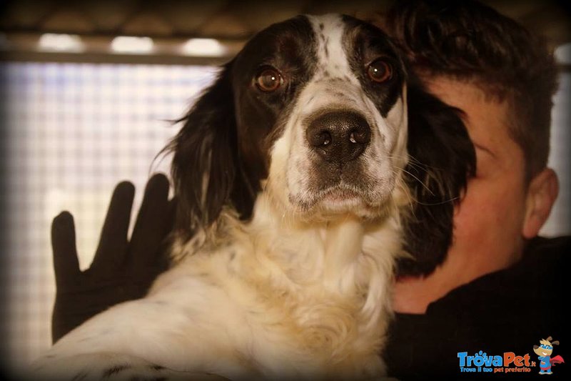 Sheyla Bellissima Setter Tricolore - Foto n. 1