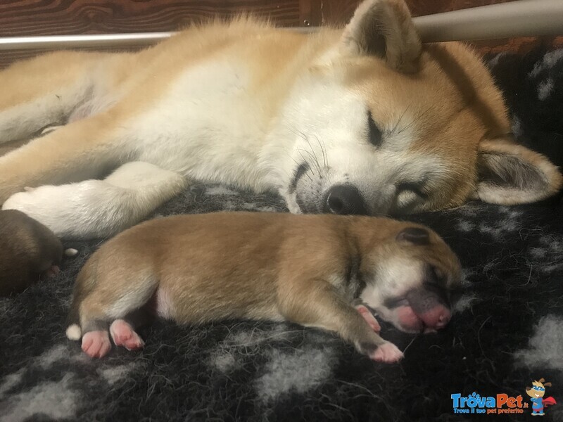 Prenotazioni Cuccioli di Akita - Foto n. 2