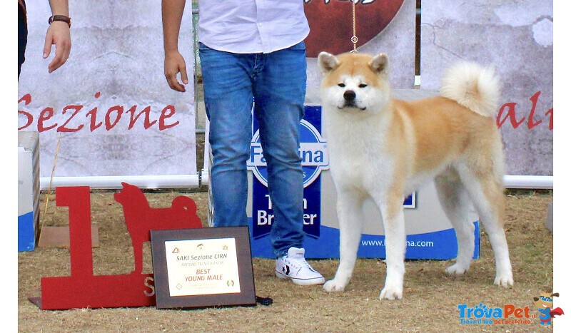 Prenotazioni Cuccioli di Akita - Foto n. 8