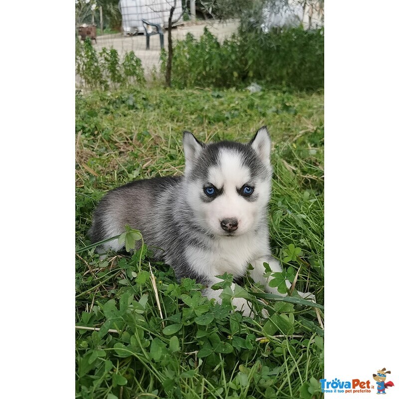 Cuccioli di Siberian Husky - Foto n. 3