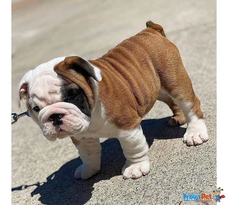 Cucciolo di Bulldog Inglese - Foto n. 1