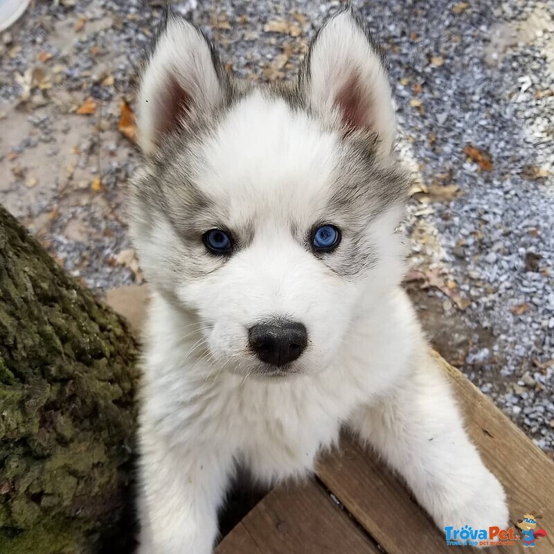 Cucciolo di Pomsky - Foto n. 1