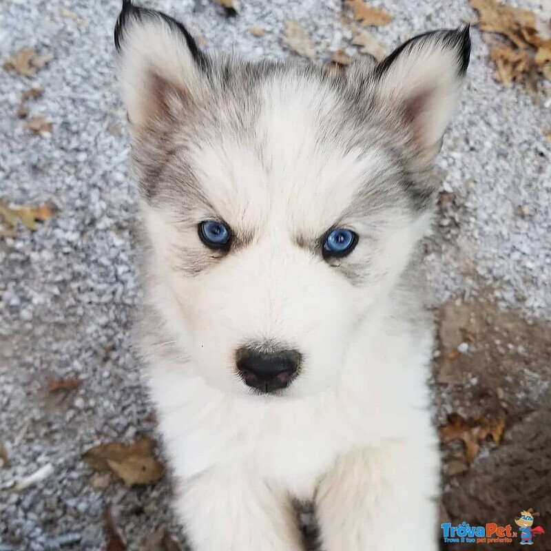 Cucciolo di Pomsky - Foto n. 2