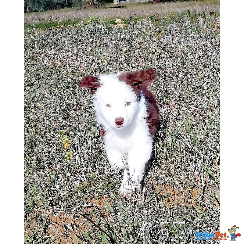 Cucciolo Pastore Australiano Tricolor Red - Foto n. 1