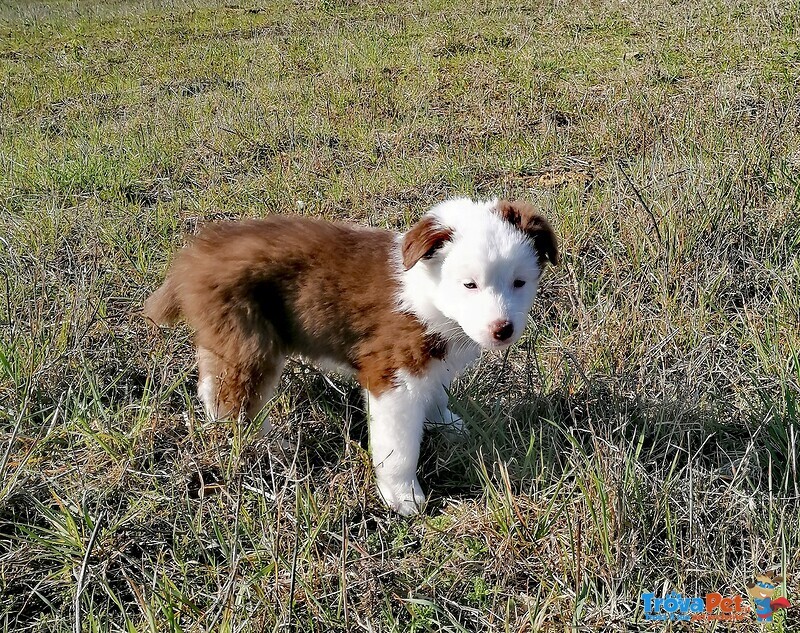 Cucciolo Pastore Australiano Tricolor Red - Foto n. 2