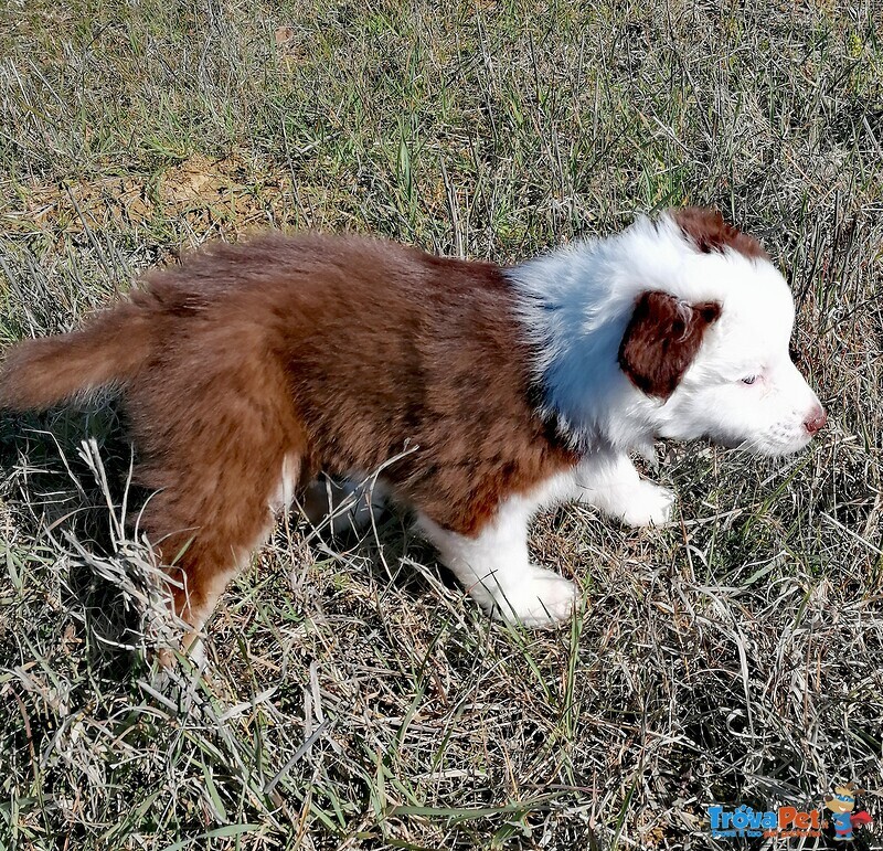 Cucciolo Pastore Australiano Tricolor Red - Foto n. 3