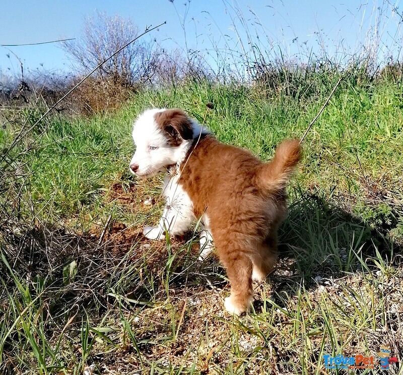 Cucciolo Pastore Australiano Tricolor Red - Foto n. 5