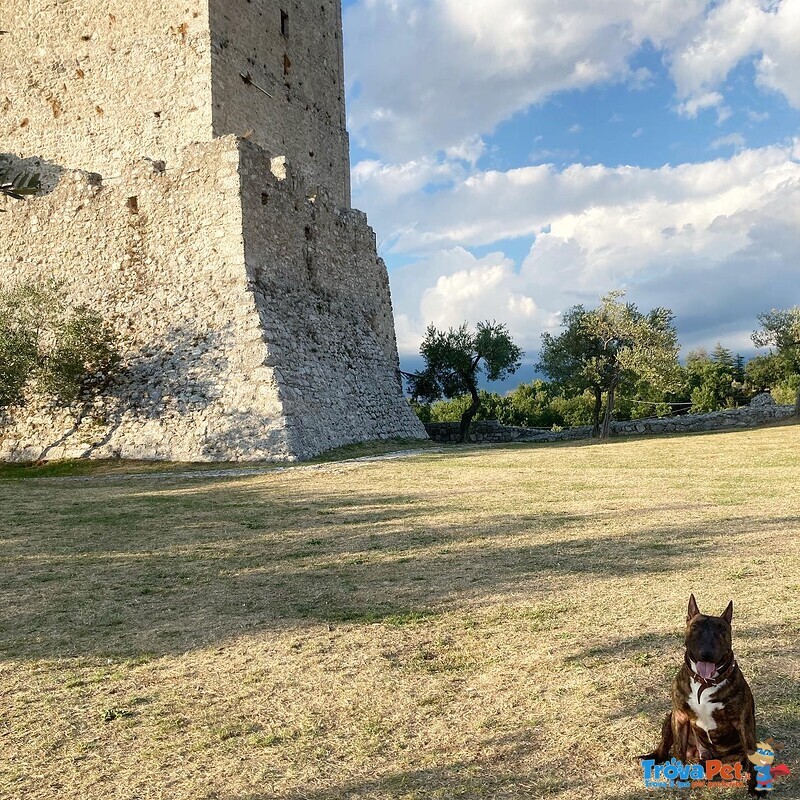 Maschio bull Terrier Miniature per Accoppiamento - Foto n. 3