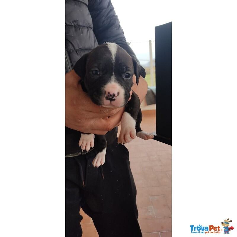 Pitbull red e Black nose Ukc - Foto n. 2