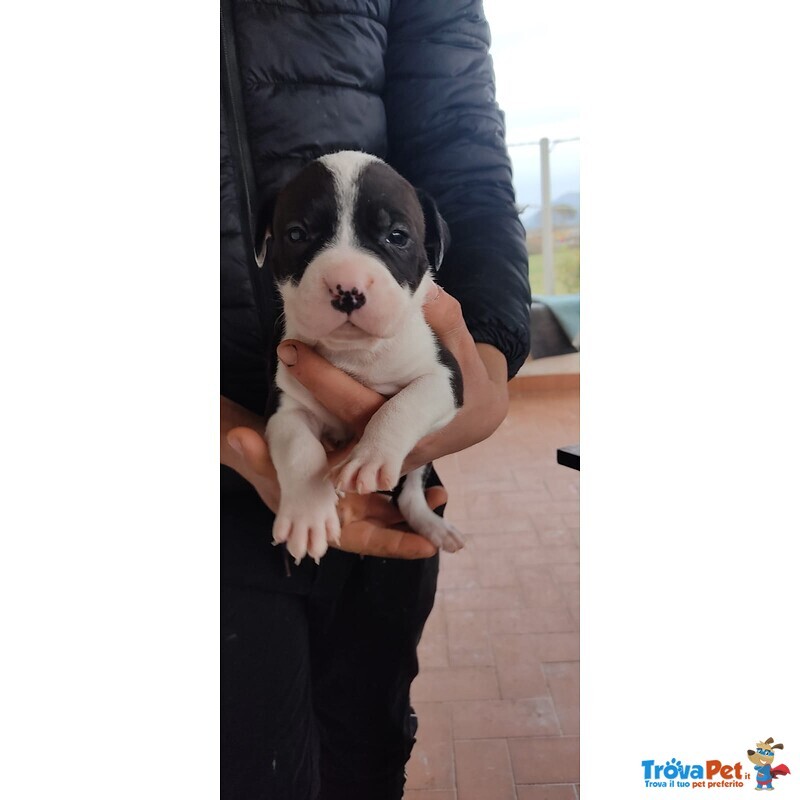 Pitbull red e Black nose Ukc - Foto n. 4