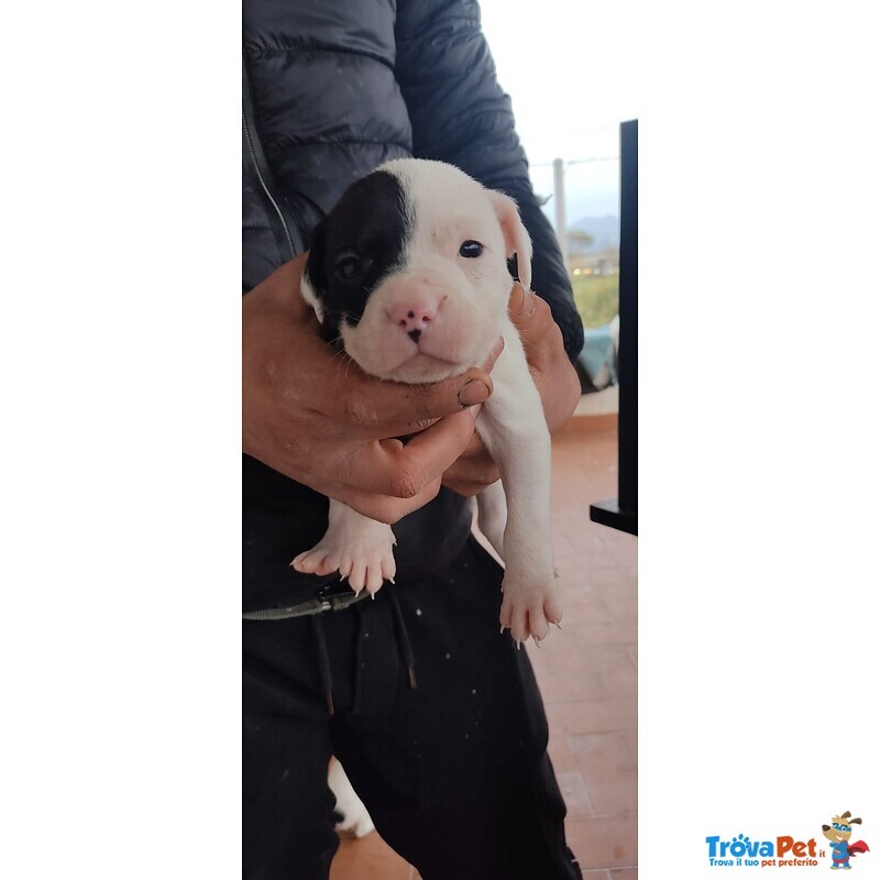 Pitbull red e Black nose Ukc - Foto n. 6