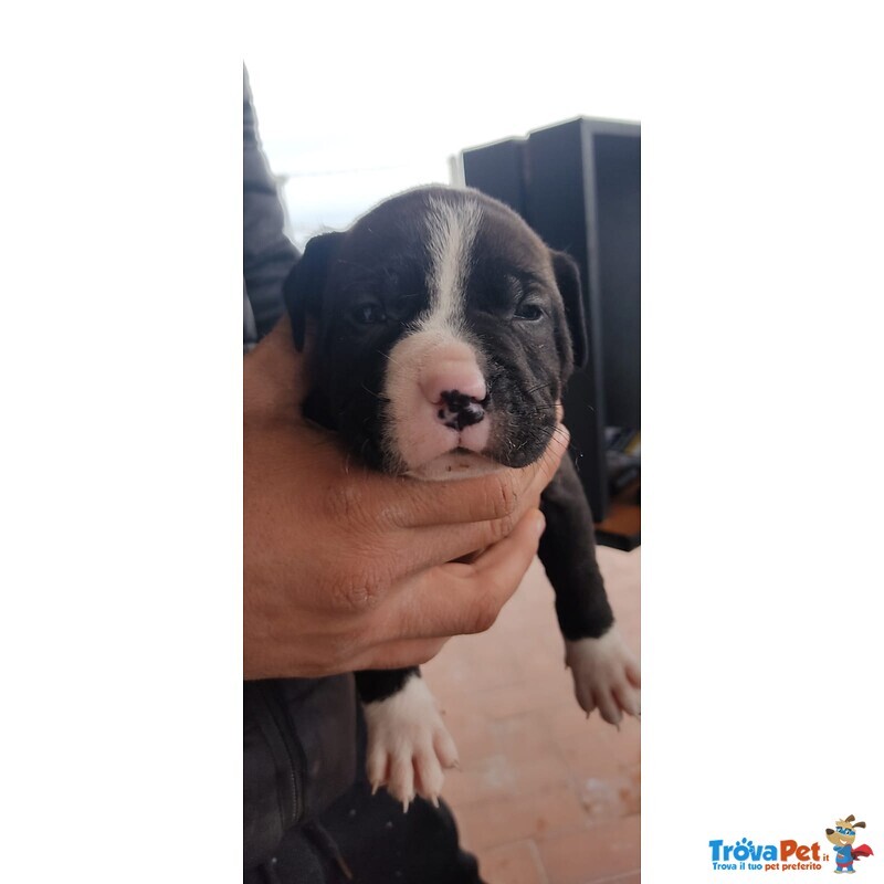 Pitbull red e Black nose Ukc - Foto n. 7