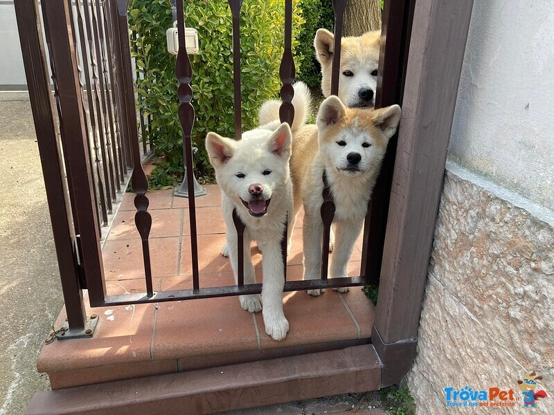 Cuccioli Akita-Inu - Foto n. 2