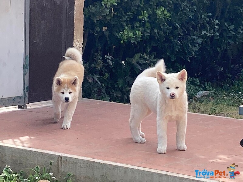 Cuccioli Akita-Inu - Foto n. 1