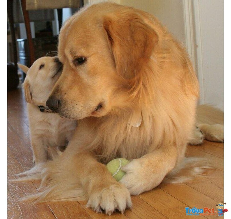 Cuccioli di Golden Retriever - Foto n. 2