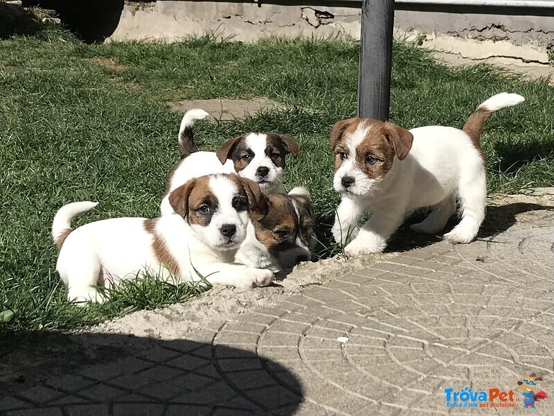 Bellissimi Cuccioli di jack Russell Terrier - Foto n. 1