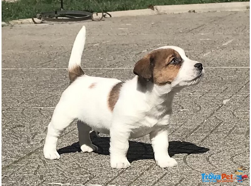 Bellissimi Cuccioli di jack Russell Terrier - Foto n. 2