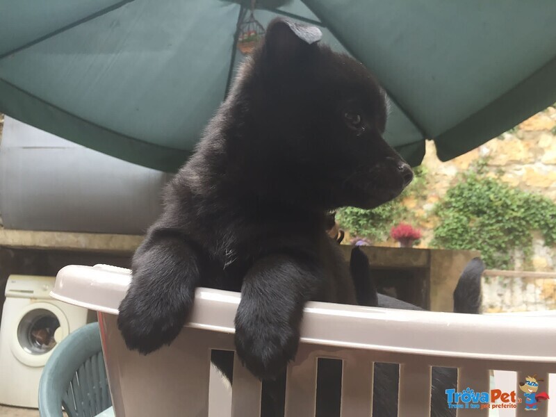 Cedesi Cuccioli Spitz Tedesco ad Amanti Animali - Foto n. 1