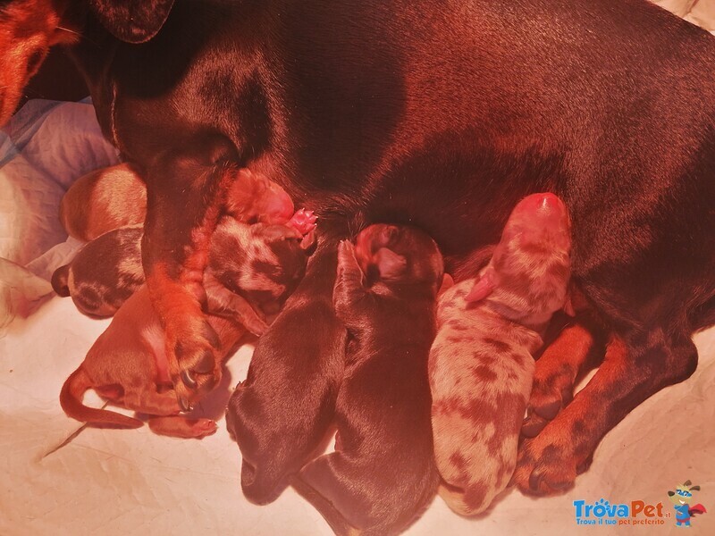 Cuccioli Bassotti con Pedigree - Foto n. 2