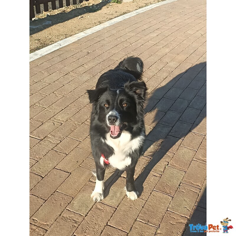 Cuccioli di Border Collie - Foto n. 2