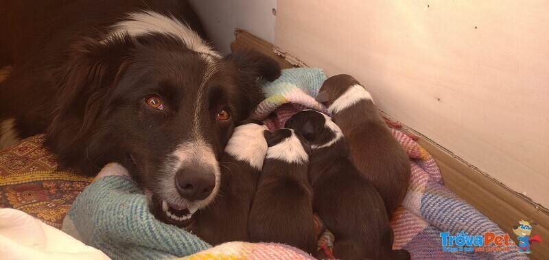 Cuccioli di Border Collie - Foto n. 3