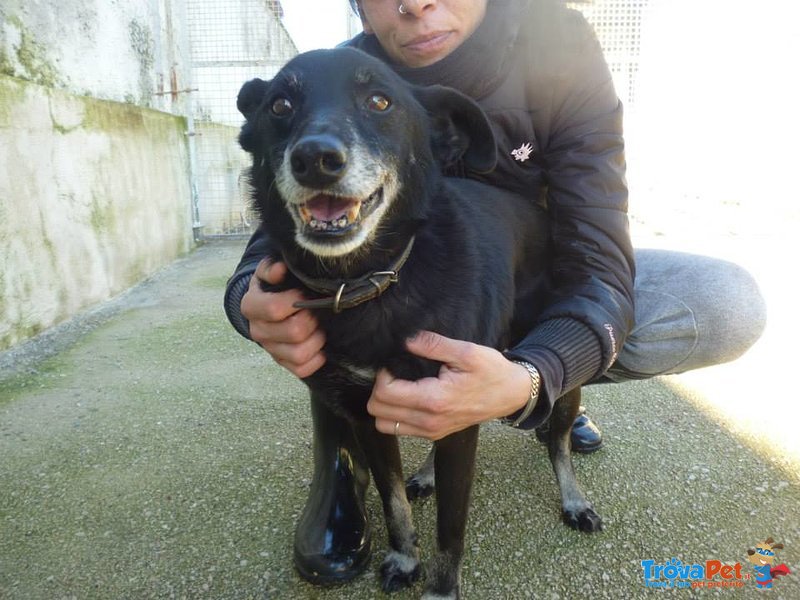 Nellino, Diamo una Speranza a Questo Vecchiettino - Foto n. 1