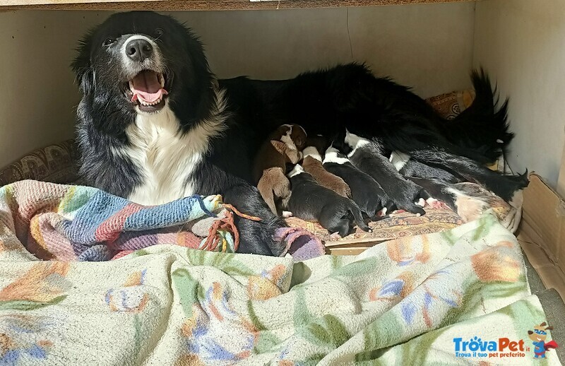 Cuccioli di Border Collie - Foto n. 4