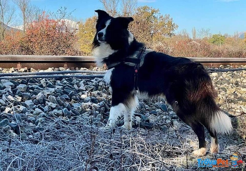 Cuccioli di Border Collie - Foto n. 5