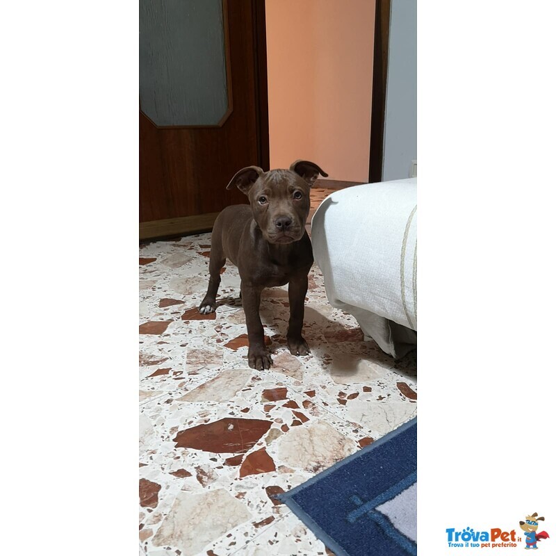 Cuccioli Pitbull - Foto n. 2