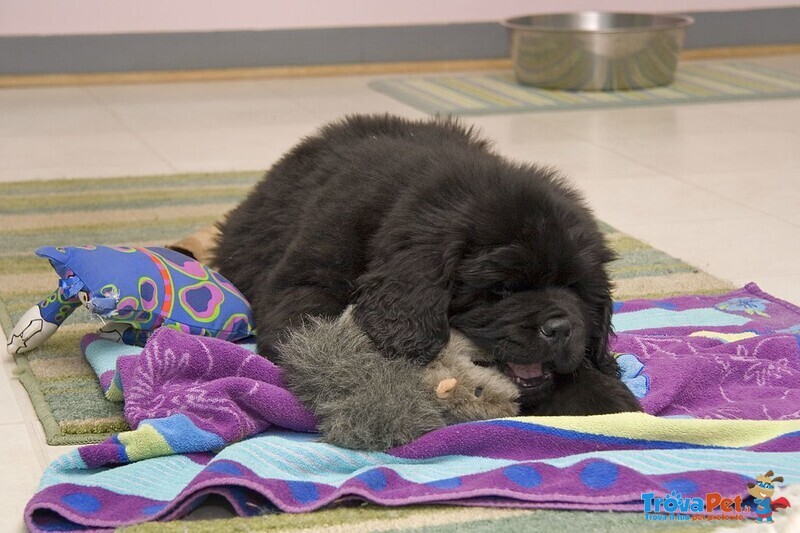 Cuccioli Terranova Maschio e Femmina - Foto n. 1