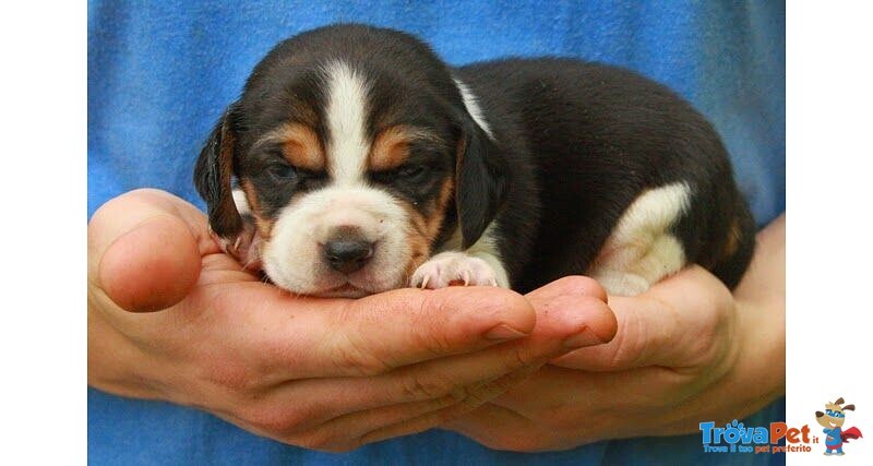 Beagle Cuccioli - Foto n. 1