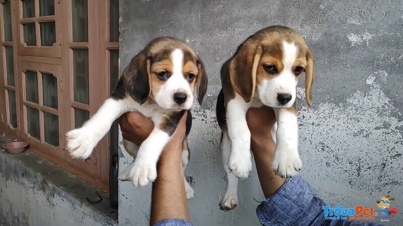 Beagle Cuccioli - Foto n. 3