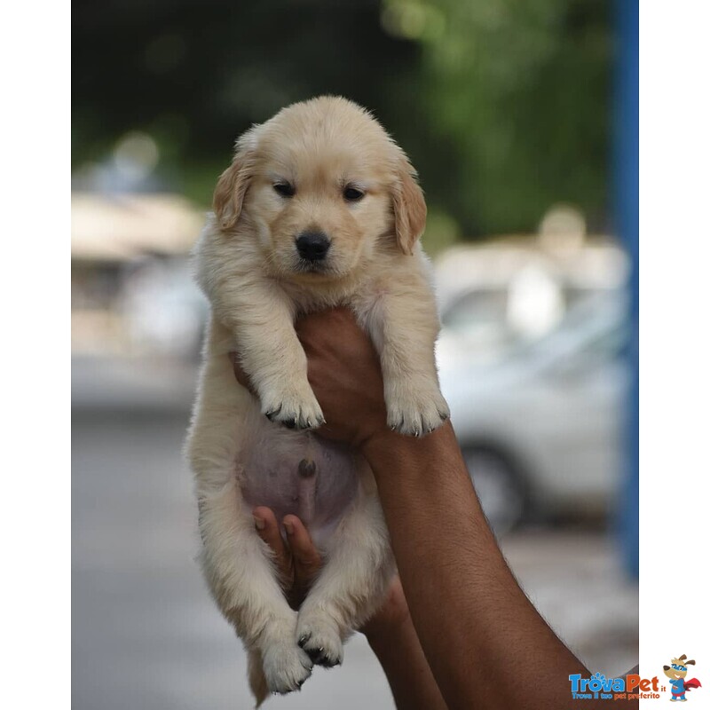 Golden Cuccioli con Pedigree - Foto n. 2