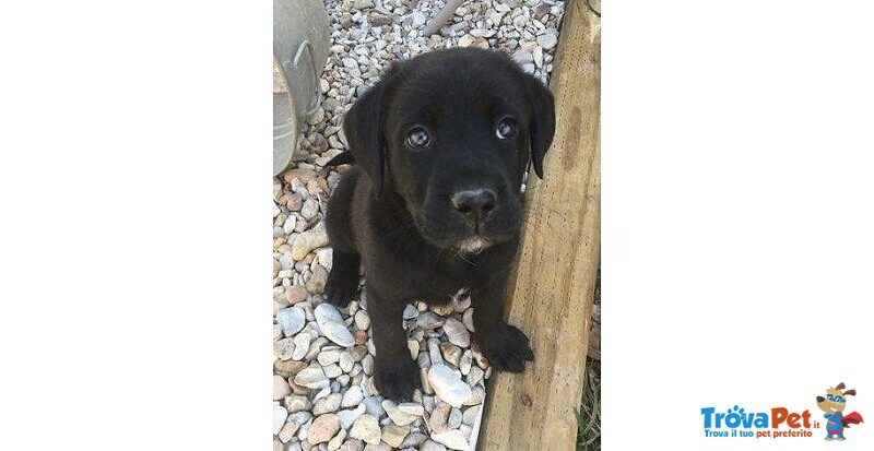 Labrador Cuccioli - Foto n. 3