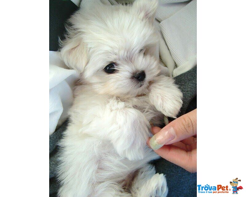 Maltese Cuccioli - Foto n. 1