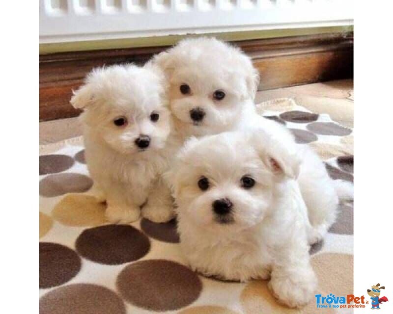 Maltese Cuccioli - Foto n. 2