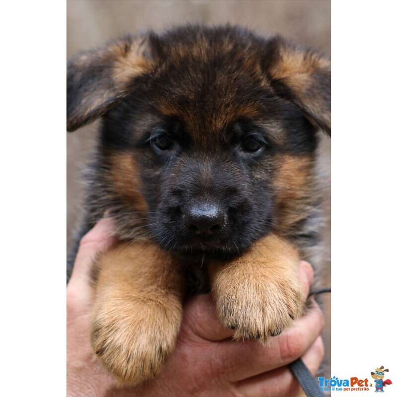 Pastore Tedesco Cuccioli - Foto n. 2