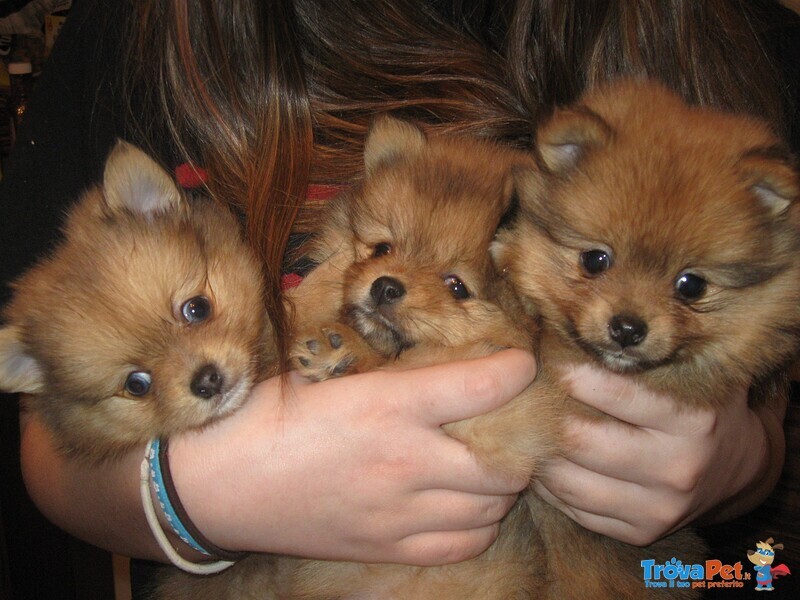 Volpini di Pomerania Cuccioli - Foto n. 2