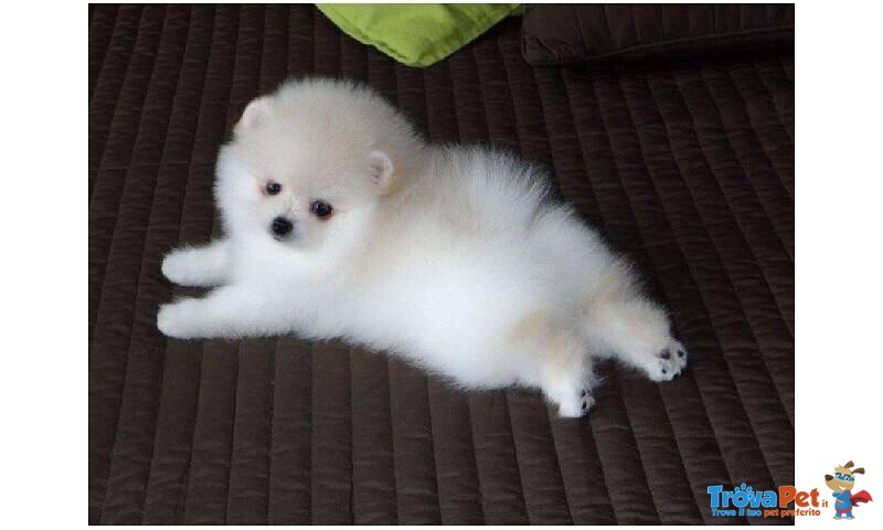 Volpini di Pomerania Cuccioli - Foto n. 3