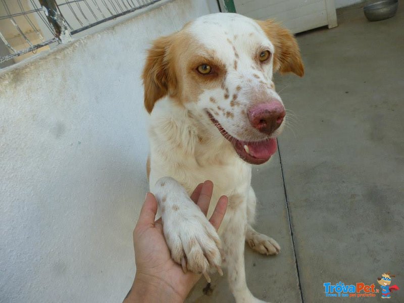 Gerry, Dolcissimo Cagnolino Cerca Casa - Foto n. 1