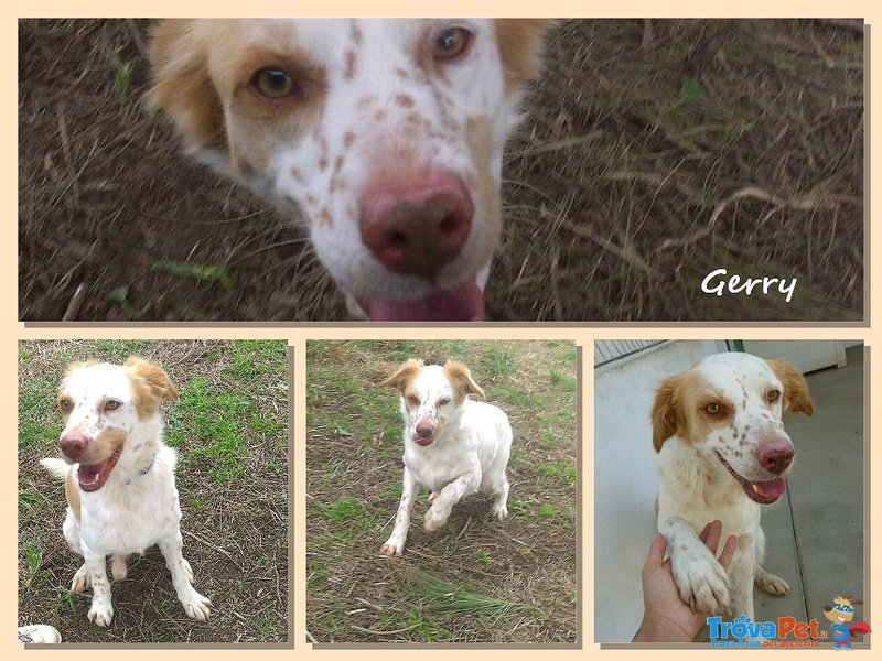 Gerry, Dolcissimo Cagnolino Cerca Casa - Foto n. 2