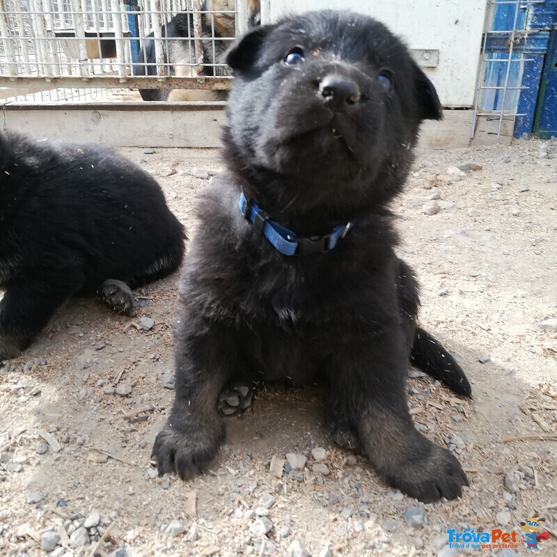 Cucciolona di Pastore Tedesco da Lavoro nero Focati - Foto n. 4