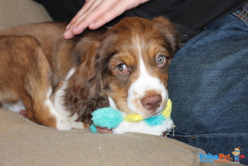 Cuccioli Springer Spaniel Maschio e Femmina - Foto n. 1