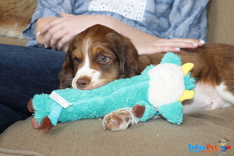 Cuccioli Springer Spaniel Maschio e Femmina - Foto n. 2