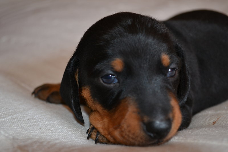 Vendo Cucciolo di Bassotto Tedesco Standard nero Focato - Foto n. 5