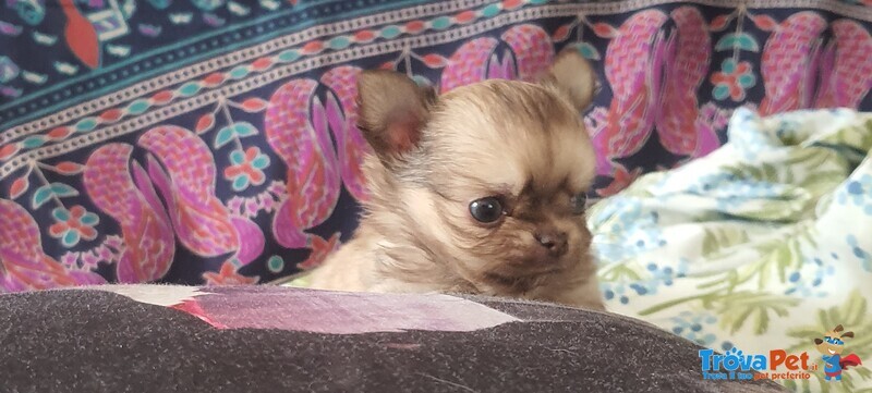 Chihuahua Maschietto - Foto n. 1