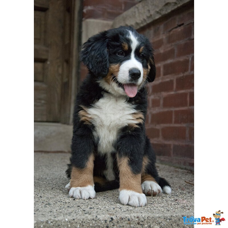 Cuccioli Bovaro del Bernese Maschio e Femmina - Foto n. 2